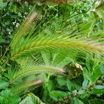 Hordeum murinum Hábito