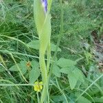 Iris latifolia Foglia