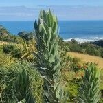 Leucadendron argenteum Leaf