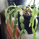 Schlumbergera bridgesii Fulla