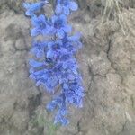 Penstemon procerus Çiçek