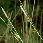 Carex binervis Övriga