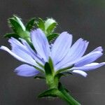 Cichorium intybus Blomst