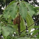 Cecropia ulei Blatt