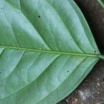 Heisteria parvifolia Leaf