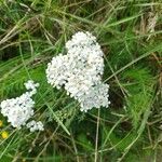 Achillea nobilisFlower