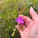 Calopogon tuberosus Flor