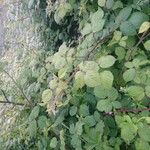 Rubus ferus Folha