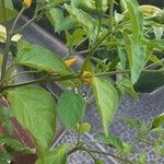 Capsicum chinense Hoja