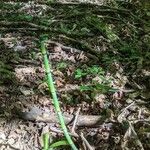 Equisetum laevigatum পাতা