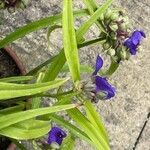 Tradescantia virginiana Ліст