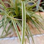 Carex ornithopoda Folha