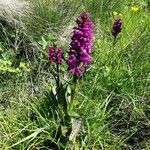 Dactylorhiza maculataFlor