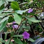 Brunfelsia pauciflora برگ