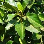 Ficus altissima Leht