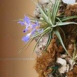 Tillandsia bergeri ফুল