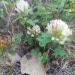 Trifolium hirtum Žiedas