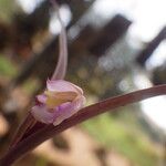 Polystachya rhodoptera Flower