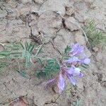 Vicia americana 花