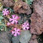 Saponaria sicula 花