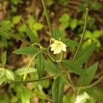 Epilobium roseum Цвят