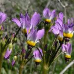 Primula clevelandii Vekstform