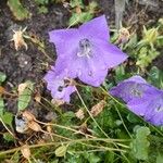 Campanula carpatica 花