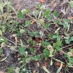 Trifolium glomeratum Flower