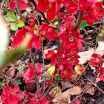 Chaenomeles × superba Flower