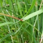 Bouteloua curtipendula Leaf