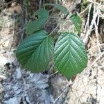 Rubus bracteatus 葉