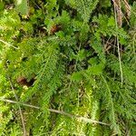 Achillea nobilisLeaf