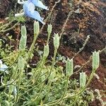 Delphinium leroyi Fruto