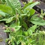 Pulmonaria mollis Fruit