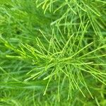 Equisetum pratense برگ