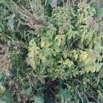 Ocimum gratissimum Ліст