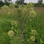 Angelica atropurpurea Кора