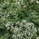 Chaerophyllum aromaticum 花