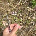 Allium drummondii Flower