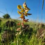 Crotalaria brevidens Λουλούδι