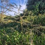 Vachellia xanthophloea Rinde