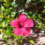 Hibiscus fragilis Virág