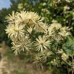 Clematis vitalbaBlomma