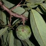 Annona amazonica Sonstige