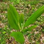 Magnolia tripetala Hostoa