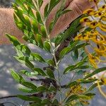 Grevillea robusta Blad