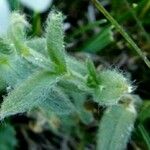 Cerastium alpinum Folla