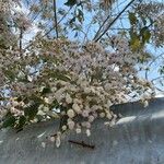 Cordia alliodora Flower