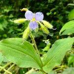 Tinantia erecta Blüte