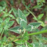 Trifolium vesiculosum Leaf